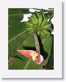 08-StLucia - 120